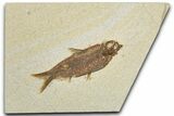 Detailed Fossil Fish (Knightia) - Wyoming #355611-1
